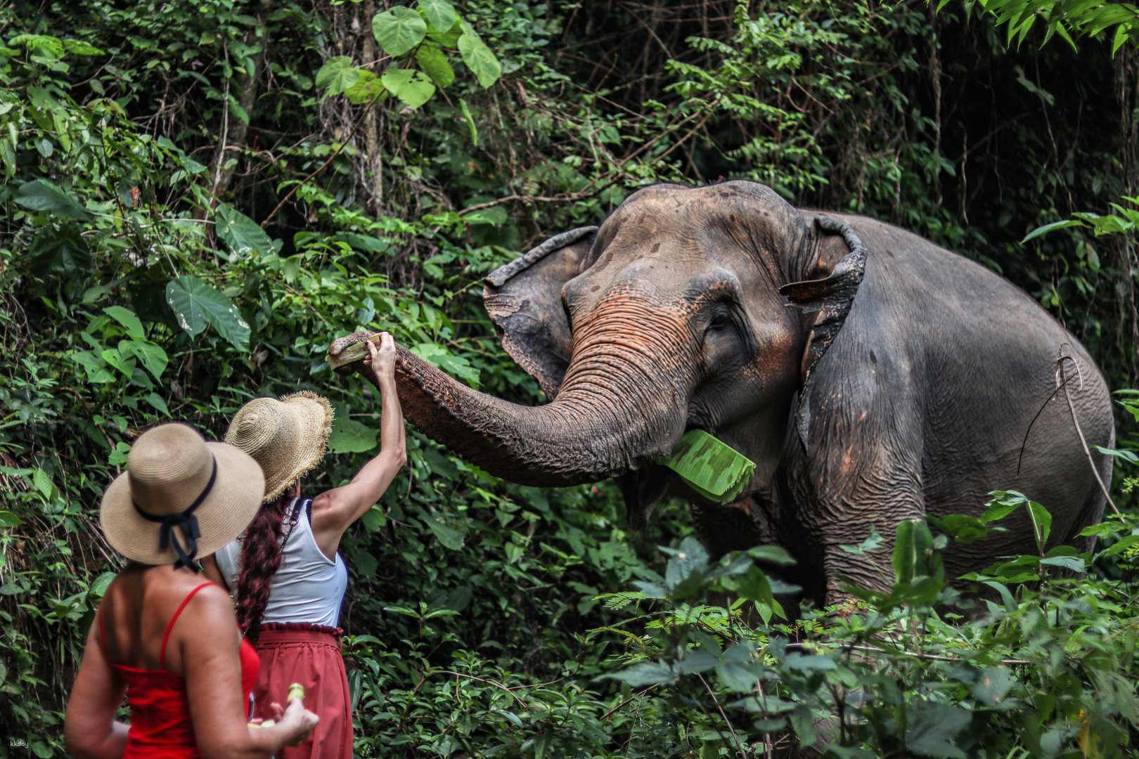 泰國-普吉島大象自然保護區| 大象冒險體驗