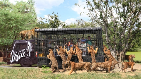 【買門票送SIM卡】泰國-曼谷賽福瑞野生動物園Safari World