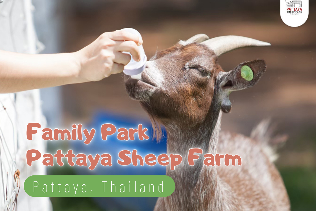 泰國,芭達雅- Family Park Pattaya Sheep Farm 綿羊園(兒童票)