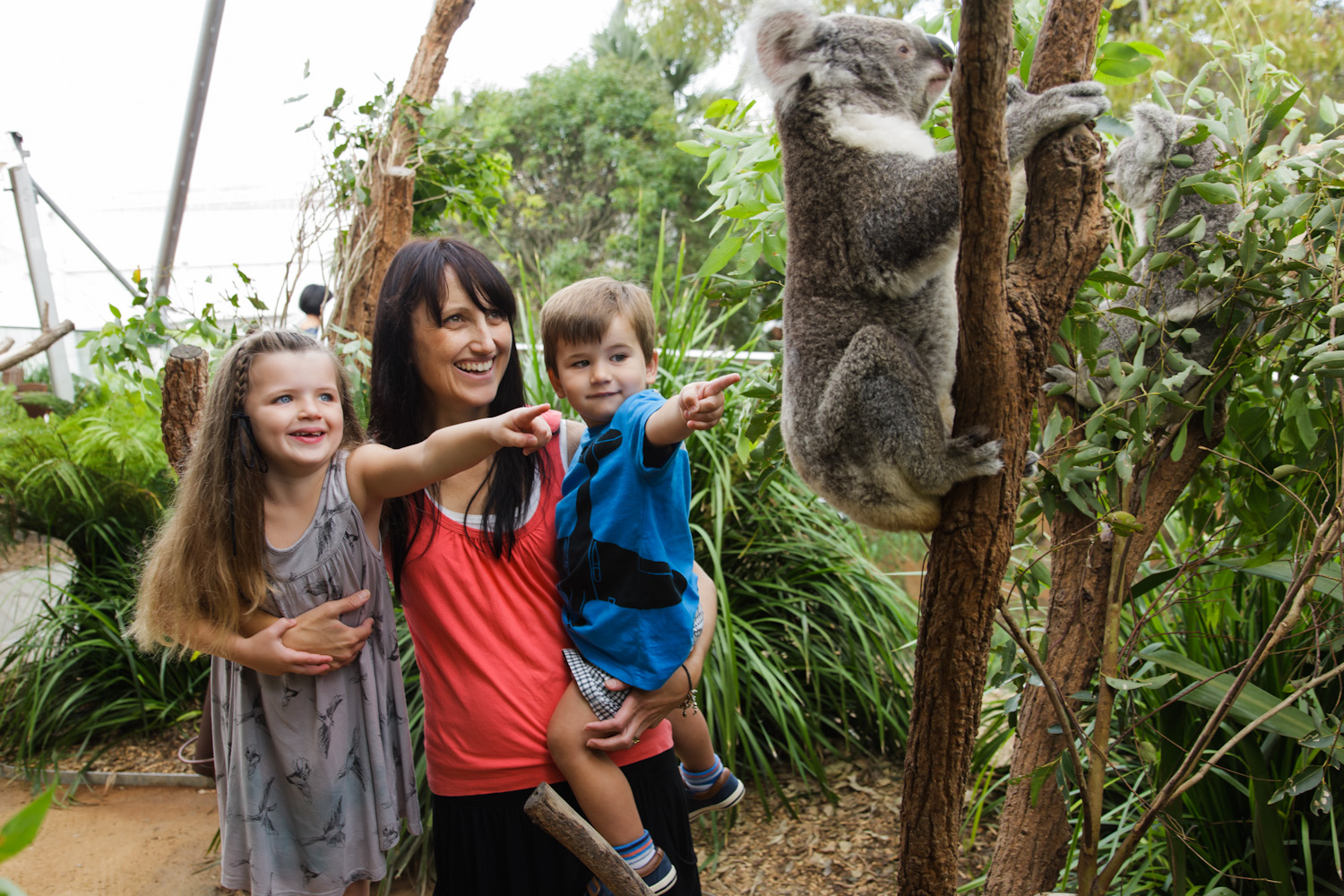 澳洲-雪梨野生動物園門票