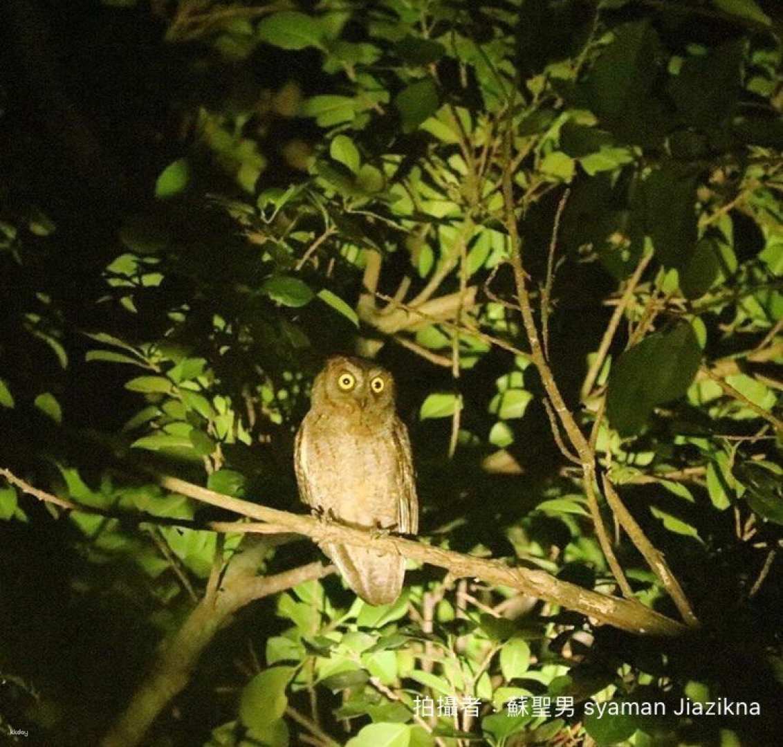台東-蘭嶼夜間生態觀察