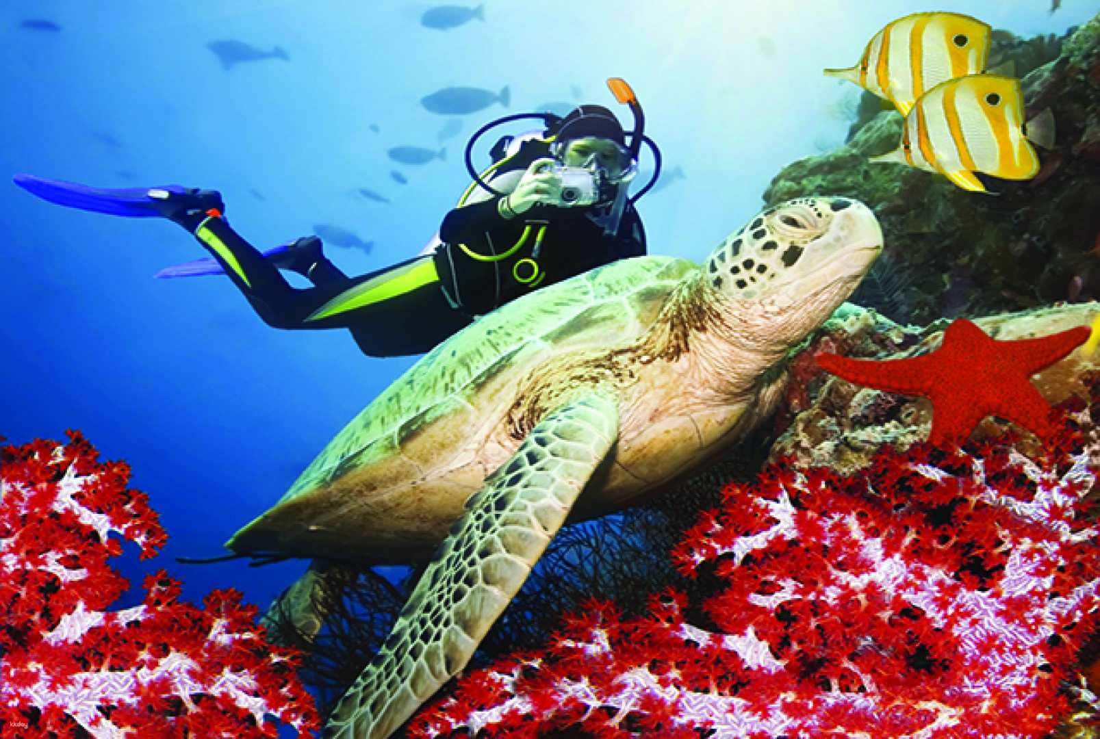 美國-夏威夷歐胡島浮潛體驗| 海龜共遊&風帆航海| 含午餐及飯店接送