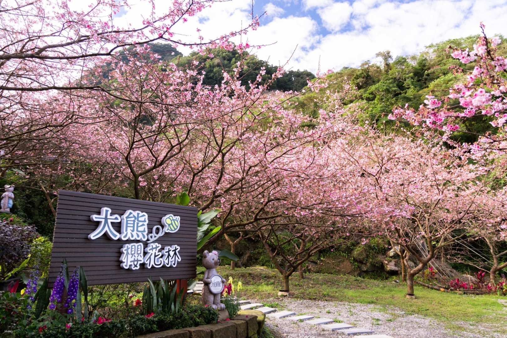 新北-三峽大熊櫻花林門票| 早春必訪 賞櫻秘境