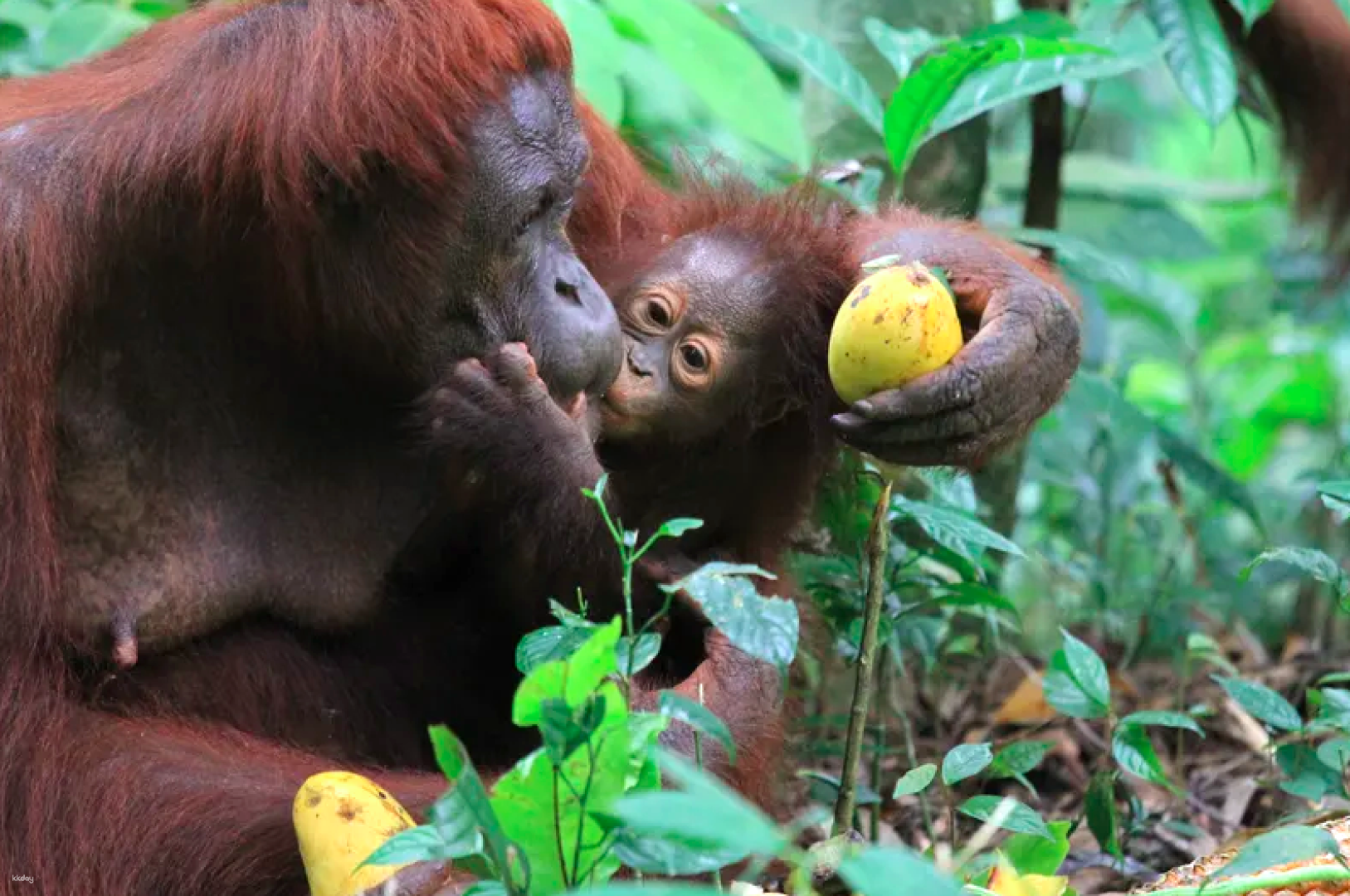 馬來西亞霹靂州-紅毛猩猩島基金會門票