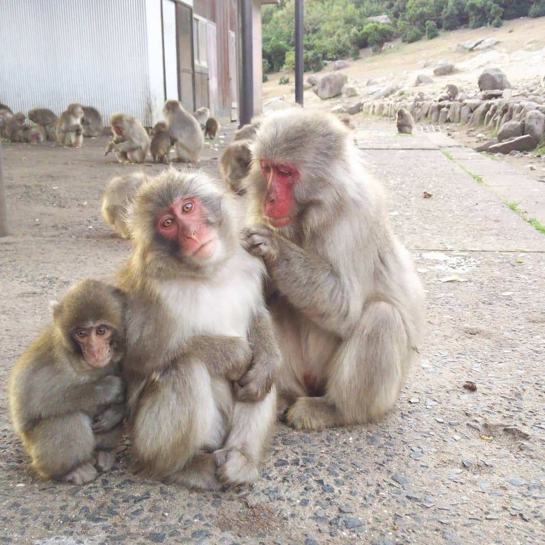 日本-四國香川小豆島銚子溪自然動物園| 猿之國門票