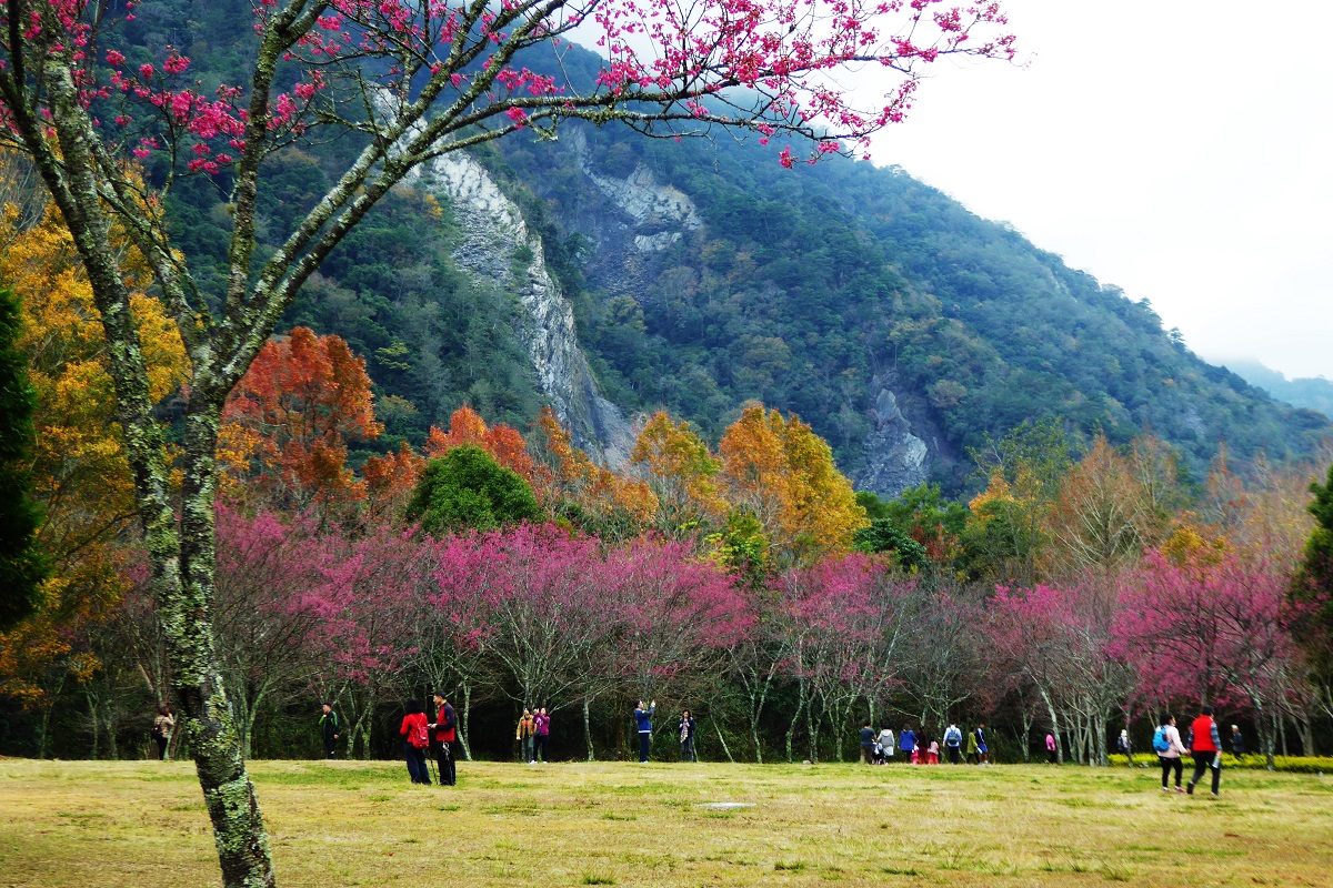 南投-奧萬大國家森林遊樂區門票全票| 平假日均可使用