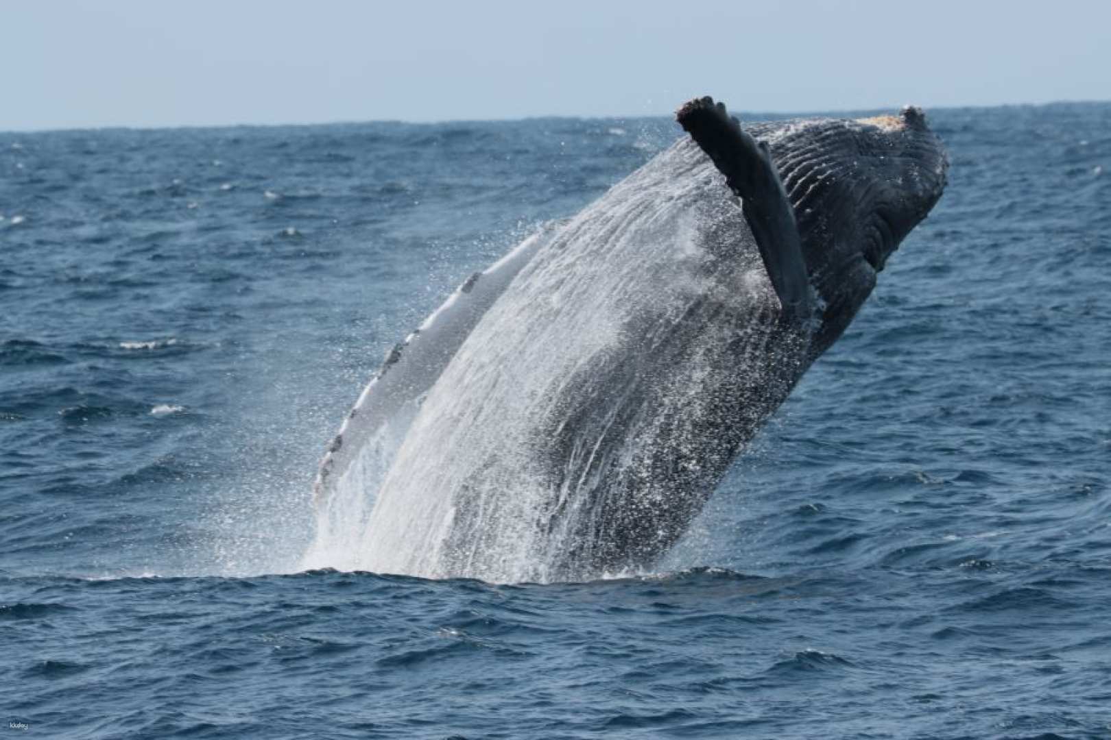日本-沖繩冬季賞鯨魚體驗| 北谷美國村出發(自行前往)