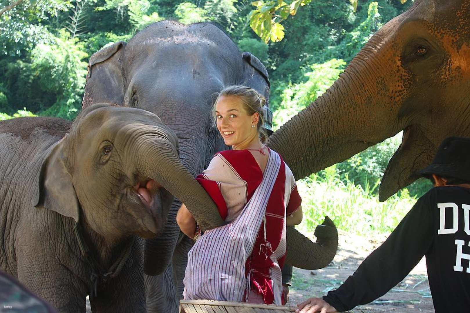 泰國-清邁Kerchor 大象生態公園半日遊/一日遊| 大象保育體驗