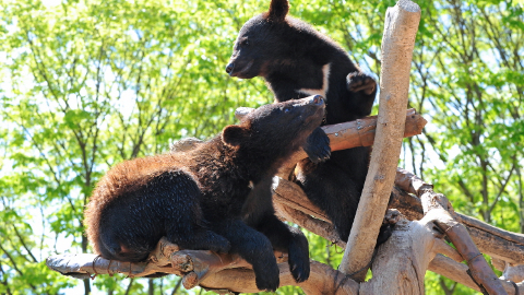韓國-世宗市Bear tree park 動物園+樹木園門票