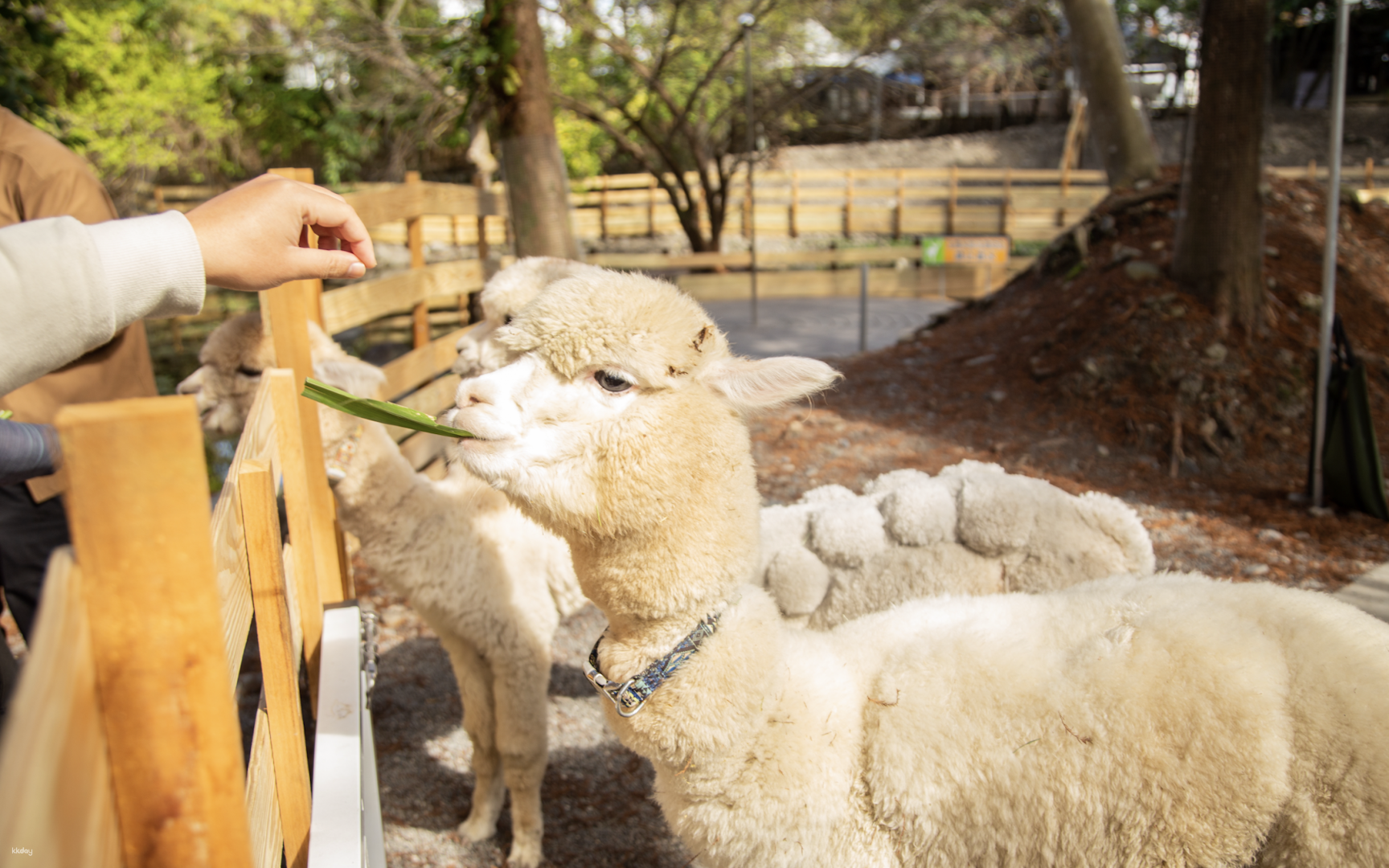 宜蘭-水岸森林物語動物園區門票