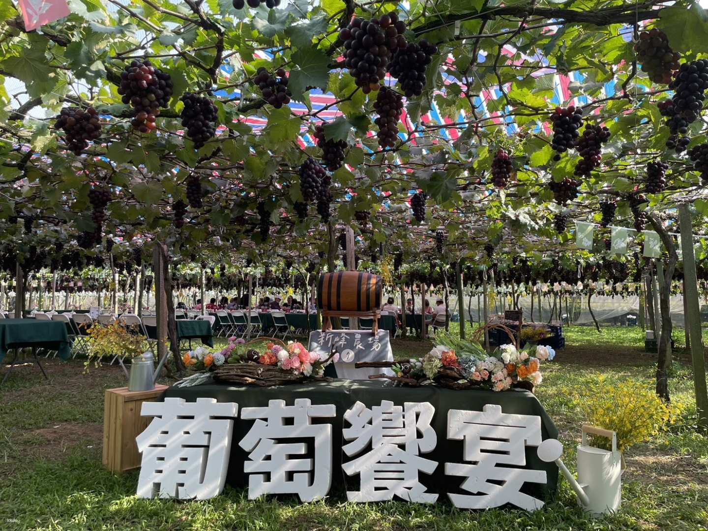 台中-新峰農場採果體驗&葡萄樹下午茶時光| 季節限定