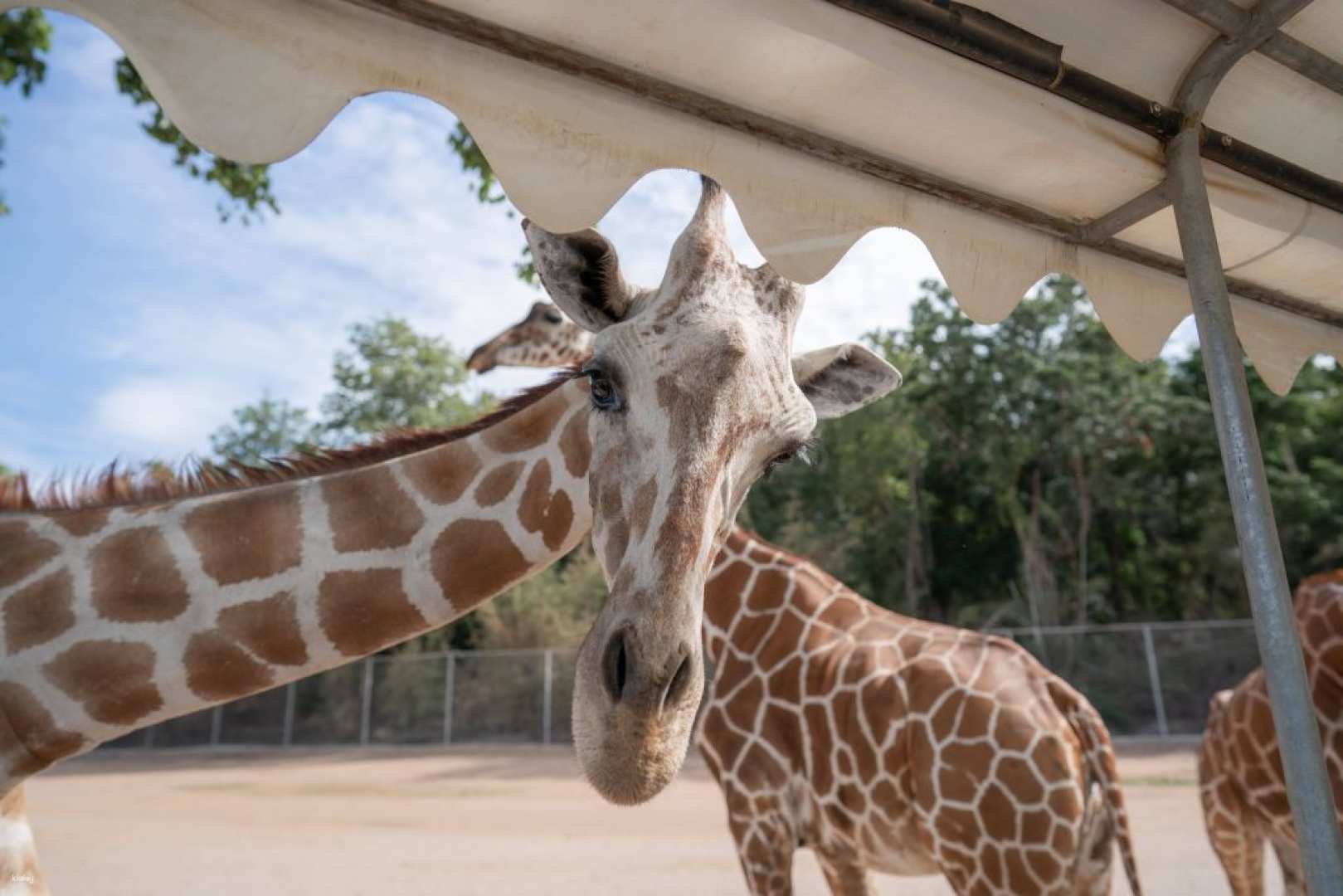 泰國-曼谷北碧野生動物園的包車一日遊| 含門票和丹嫩沙多水上市場