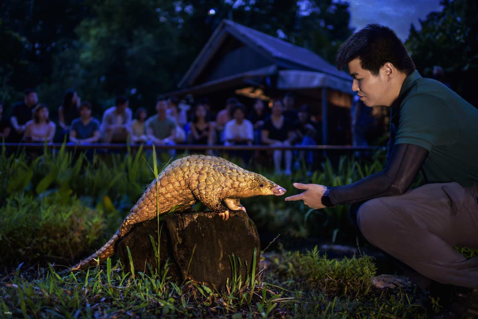 新加坡-夜間野生動物園門票| 全世界第一座夜間公園