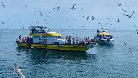 澎湖-東海巡航,潮間帶生態之旅,澎澎灘水上活動| 一日遊