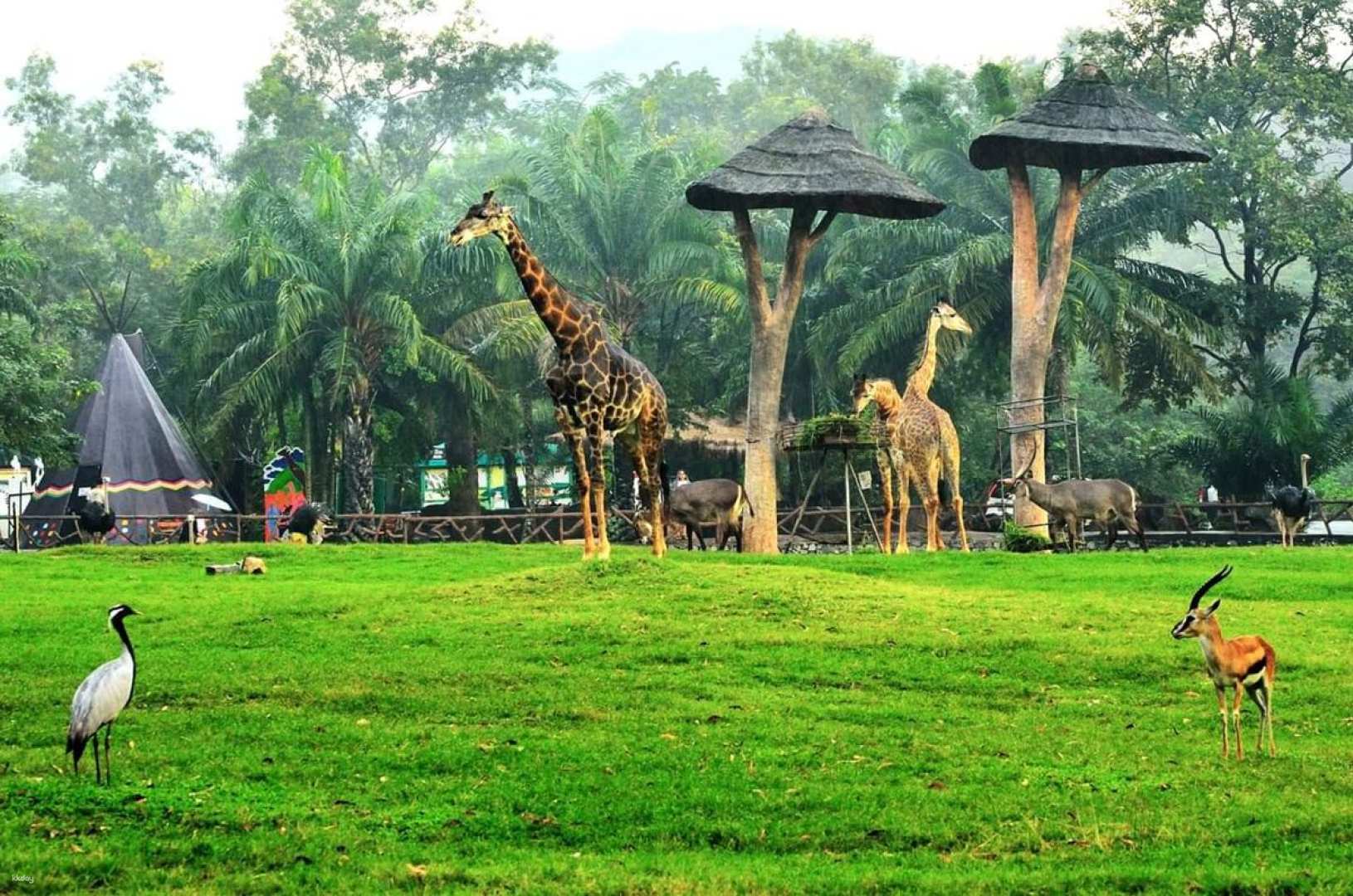 泰國-芭達雅Khao Kheow開放式動物園私人之旅| 親子首選