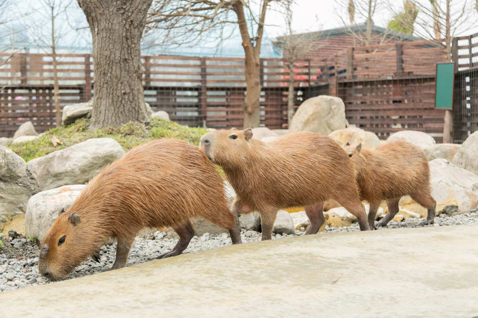 宜蘭-蘭陽動植物王國門票| 袋鼠互動體驗園區