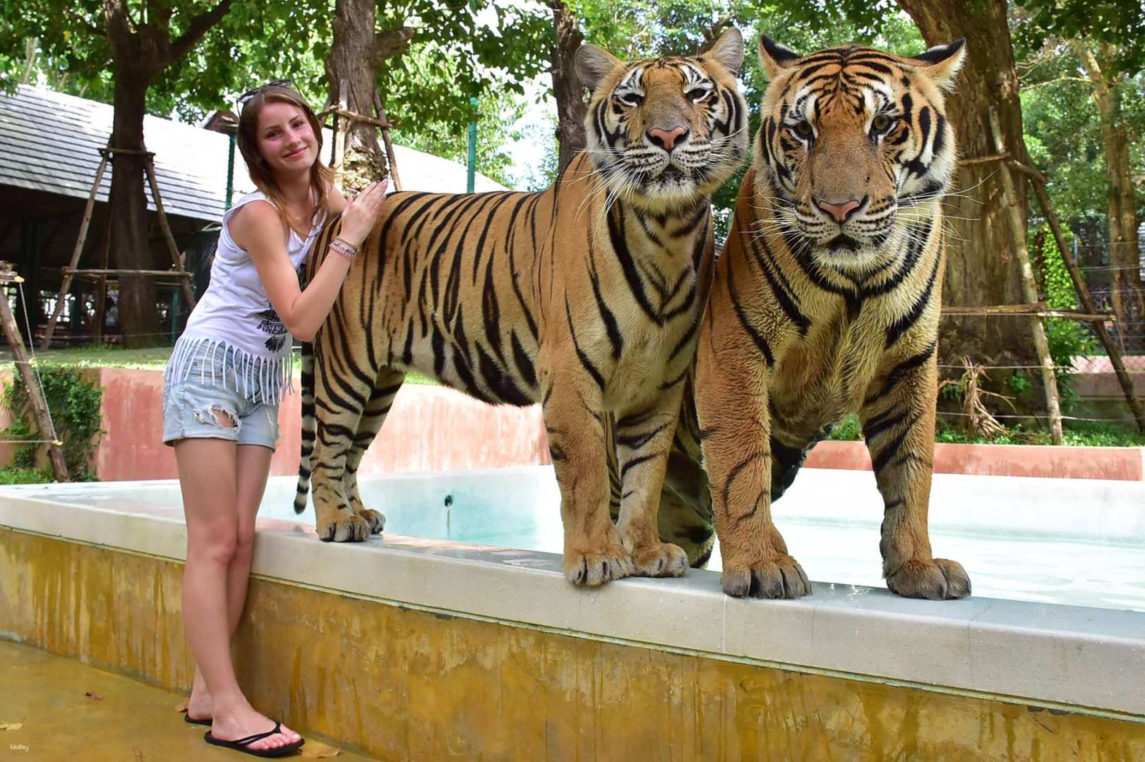 泰國-普吉島老虎王國 Tiger Kingdom| 含包車接送