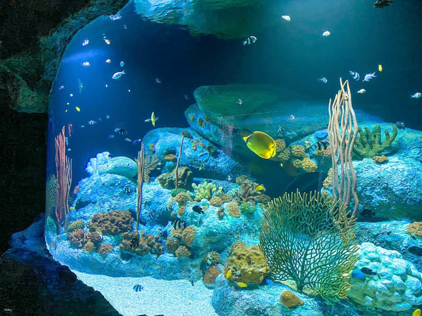 泰國-芭堤雅海底世界門票
