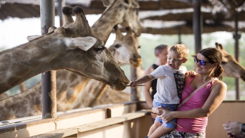 泰國-曼谷塞福瑞野生動物園Safari World| 門票+自助餐| 可加購接送