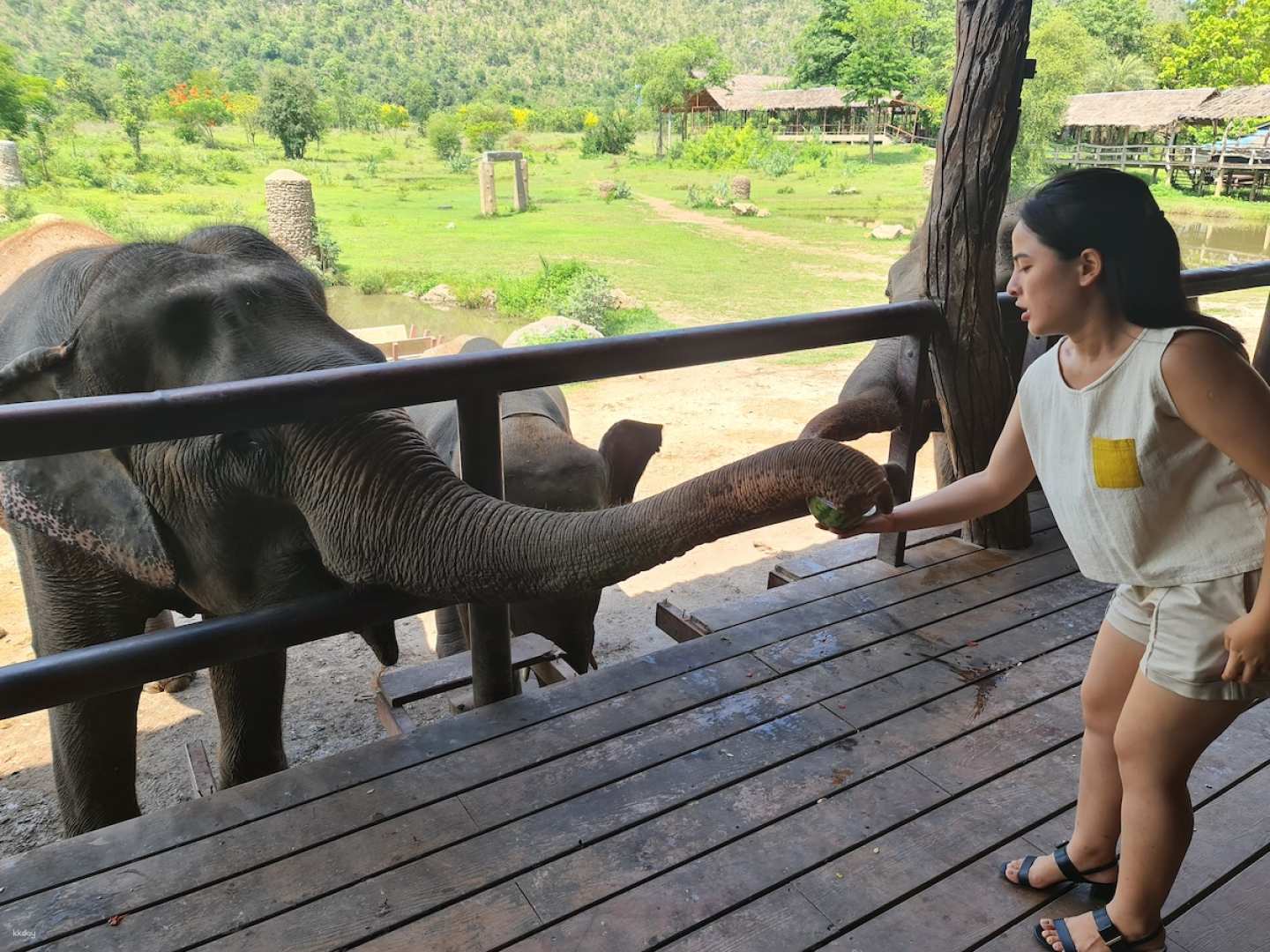泰國-曼谷特色一日遊| 椰子農場&丹能沙多水上市場&北碧府大象世界體驗
