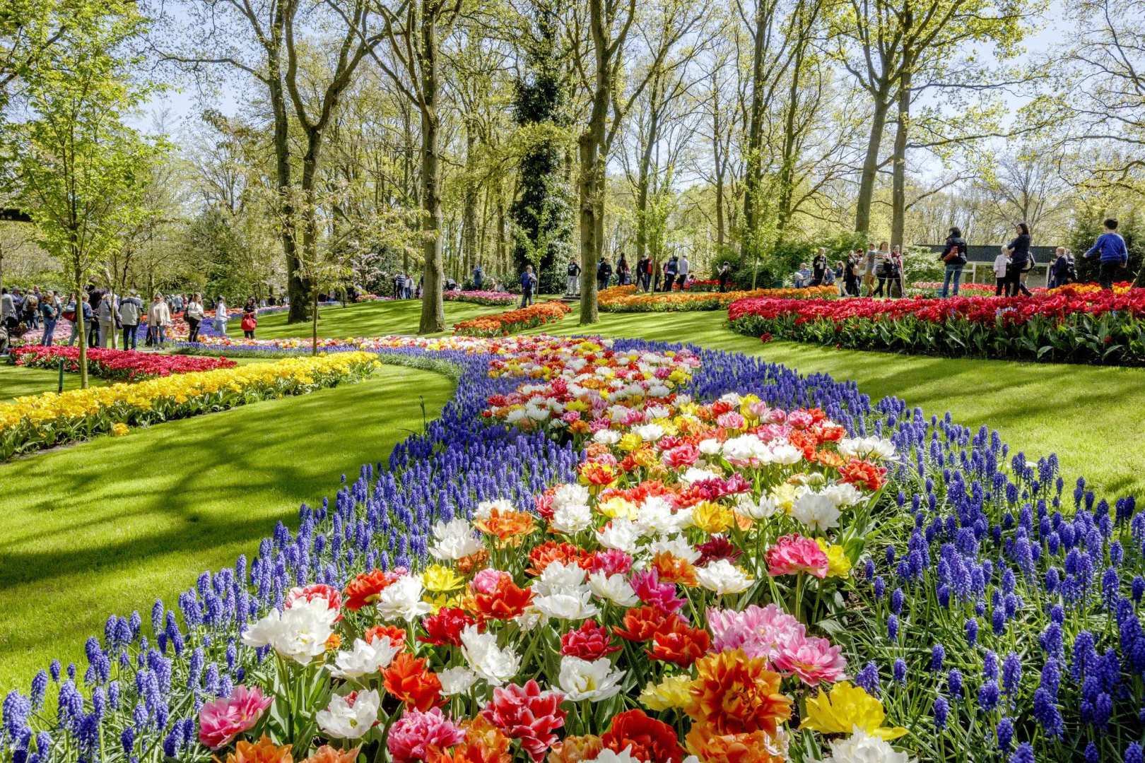荷蘭-賞花半日遊| 庫肯霍夫花園快速通關門票&阿姆斯特丹市中心來回接駁| 阿姆斯特丹出發