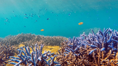 澎湖-南方四島珊瑚礁浮潛,探索無人島,頭巾嶼| 忘憂島一日遊