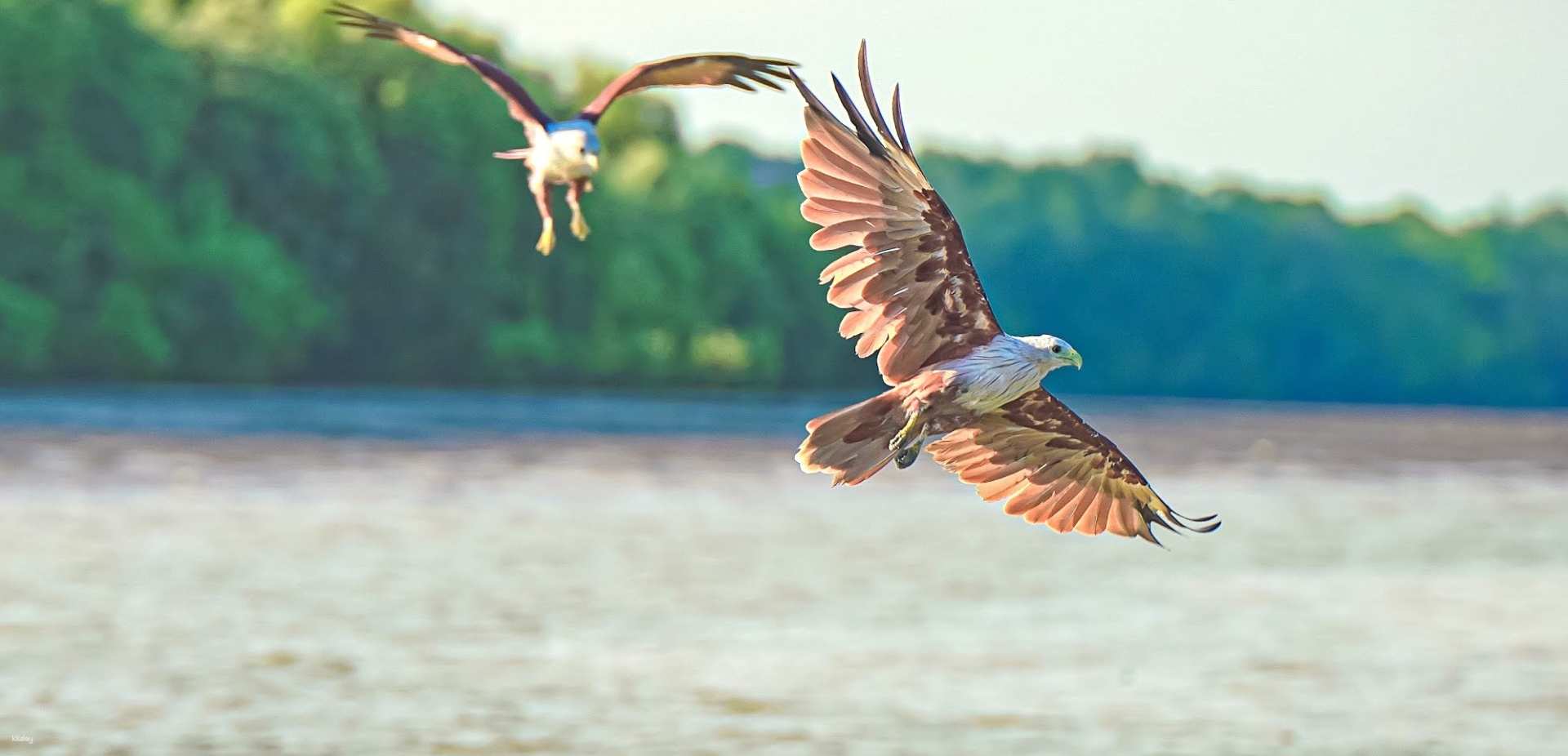馬來西亞-瓜拉雪蘭莪餵鷹體驗