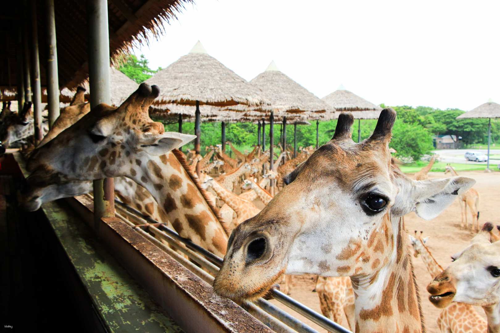 泰國-曼谷塞福瑞野生動物園Safari World | 專屬包車一日遊