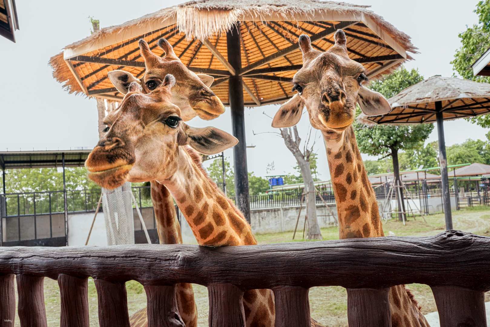 泰國-曼谷大城動物園| Sriayuthaya 獅子公園門票