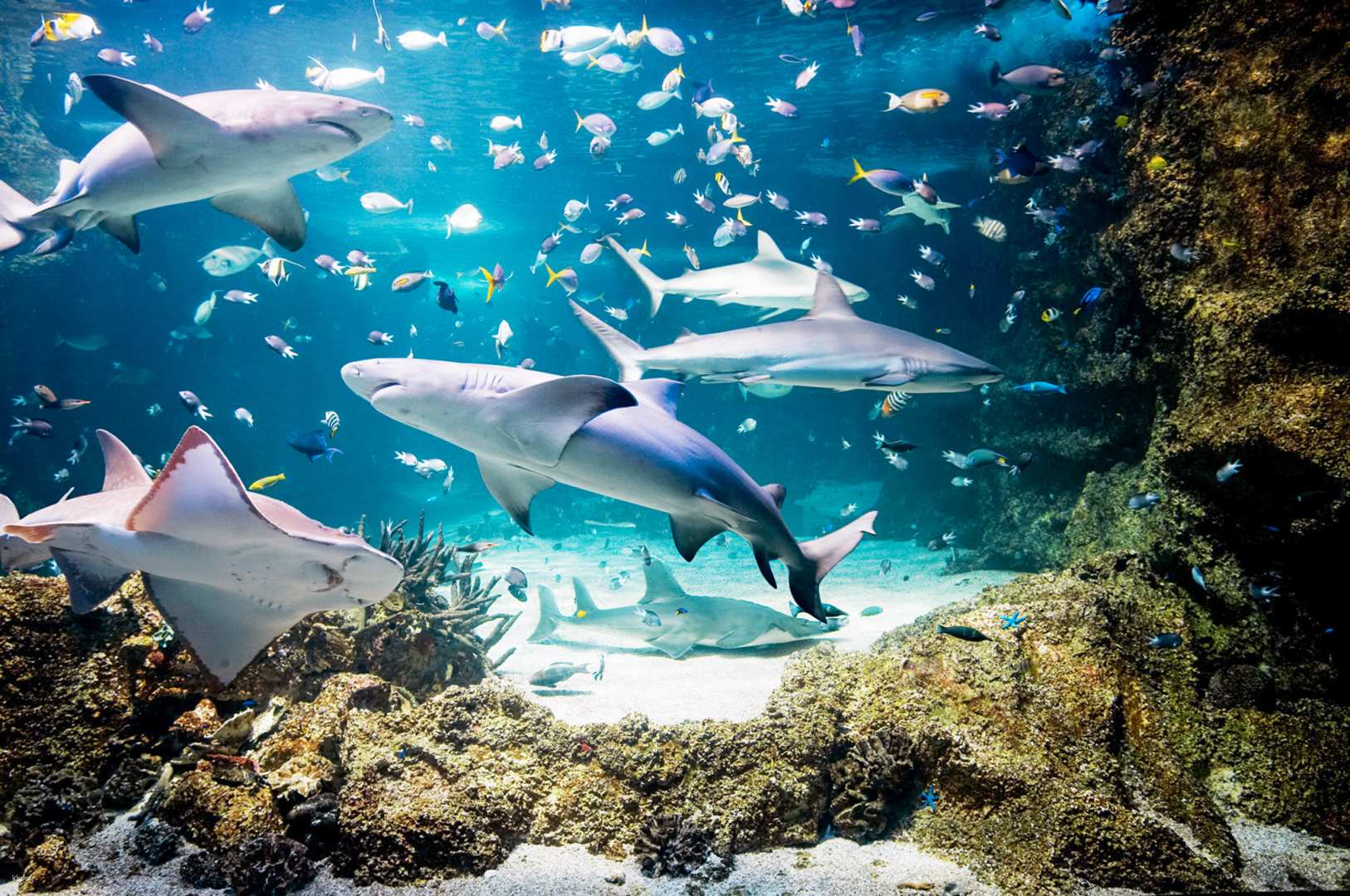 澳洲-雪梨水族館 SEA LIFE Sydney Aquarium 門票| 掃描QR Code入場