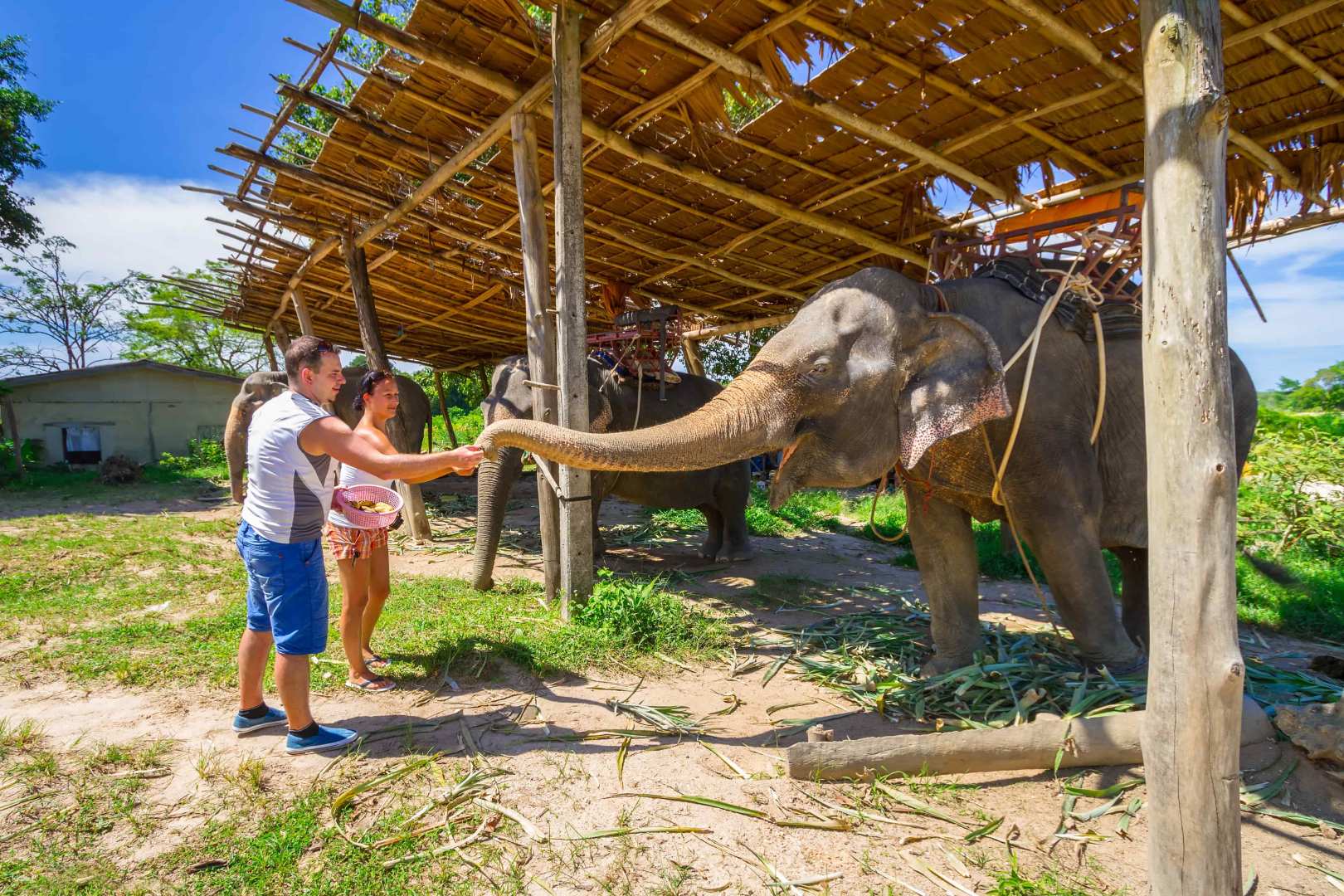 泰國-蘇美島| Elephant Jungle Sanctuary餵食大象體驗