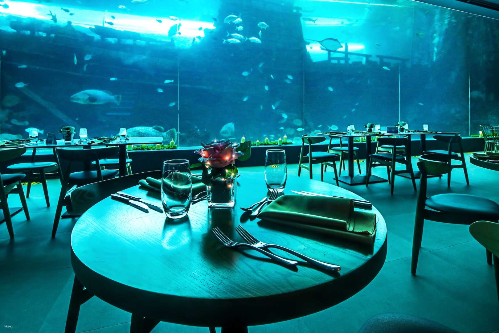 菲律賓-宿霧海洋公園的水底餐廳 (Aqua Dining) | 魔幻海底用餐體驗