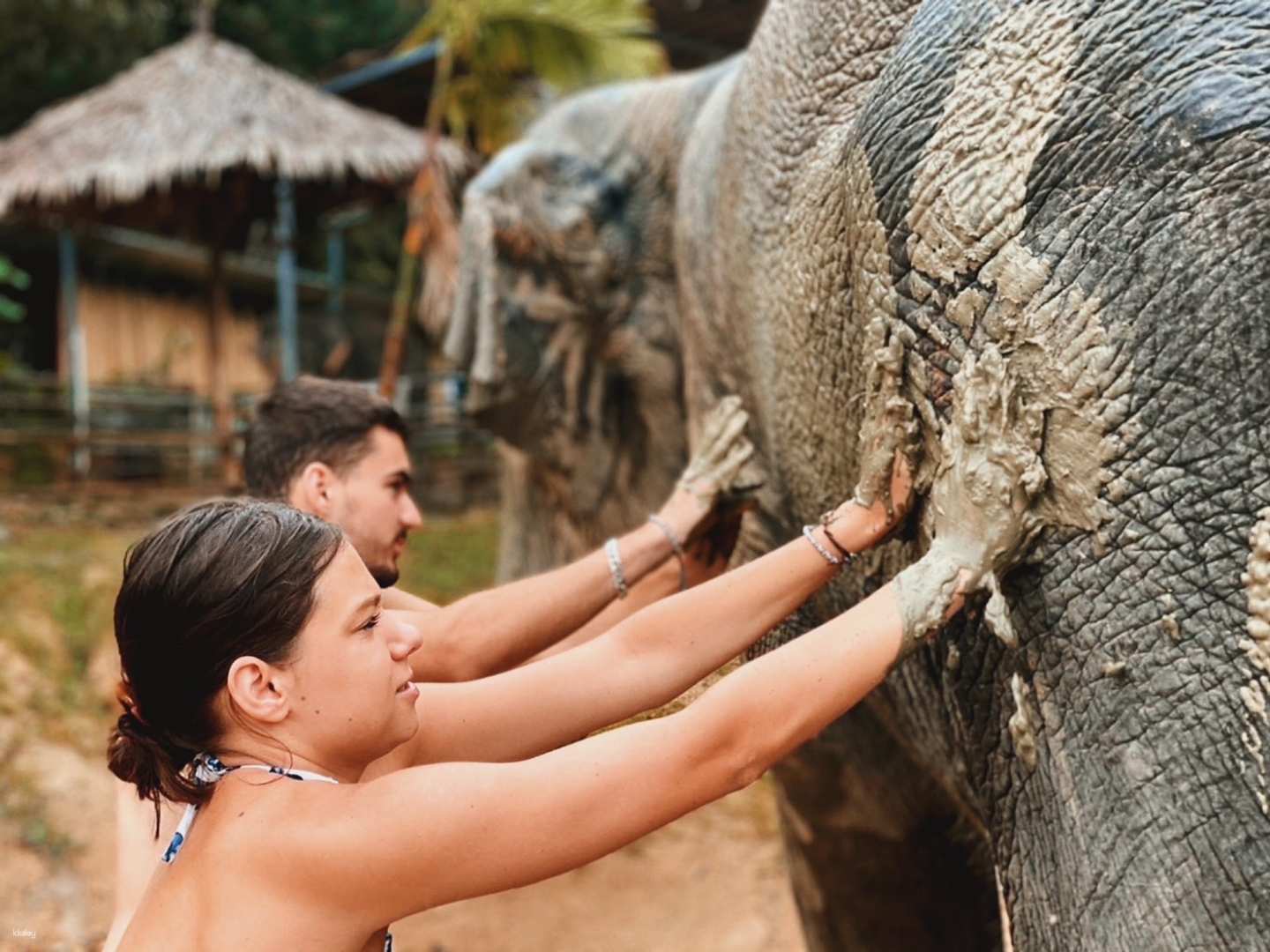 泰國-普吉島大象護理體驗