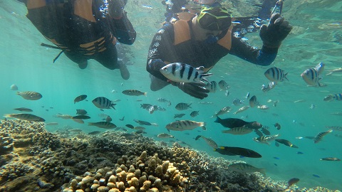 澎湖-樂福海洋工坊 珊瑚復育區生態浮潛體驗