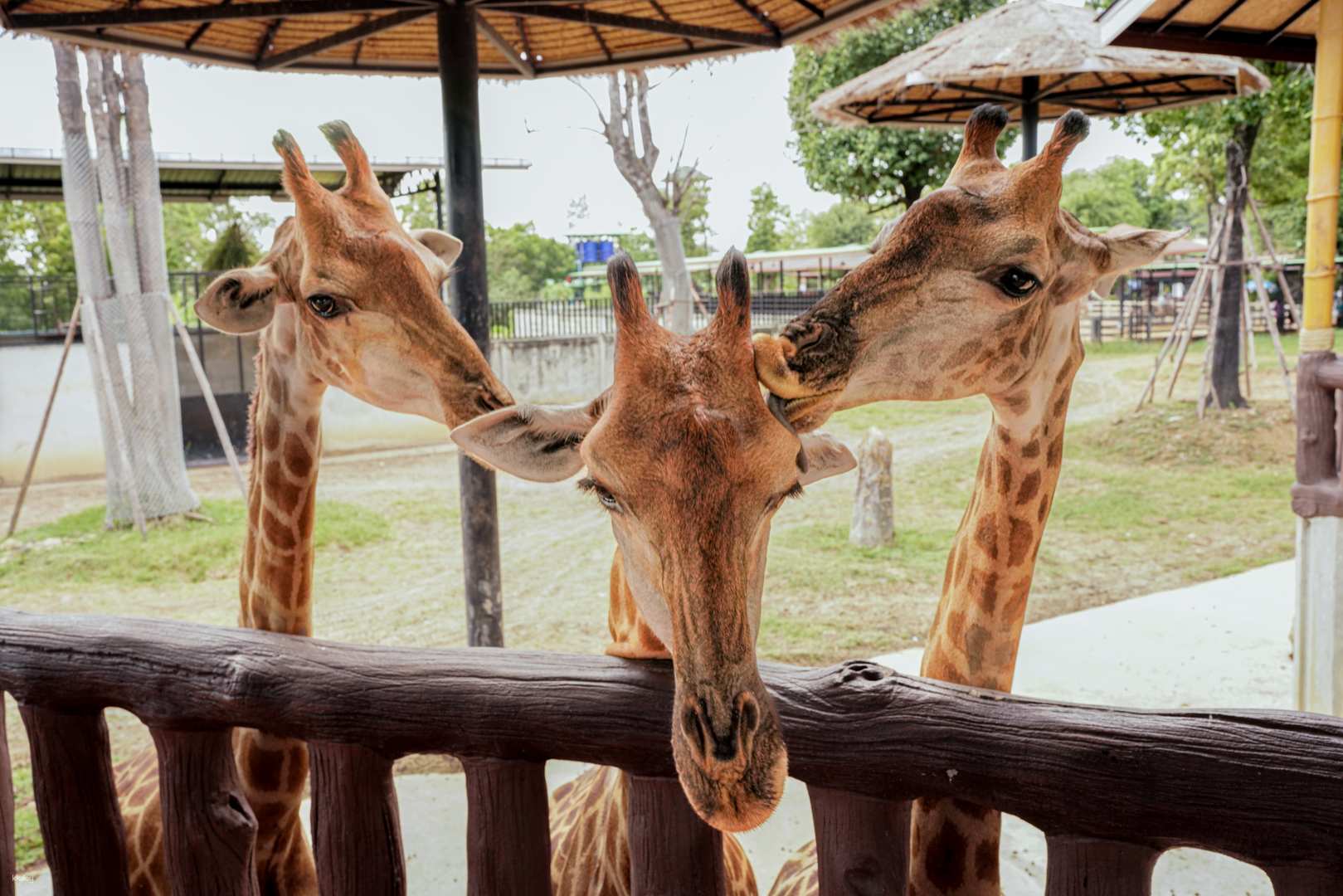 泰國-曼谷大城最新動物互動園區Sriayuthaya Lion Park＆泰服古廟&BORAN 咖啡館之旅