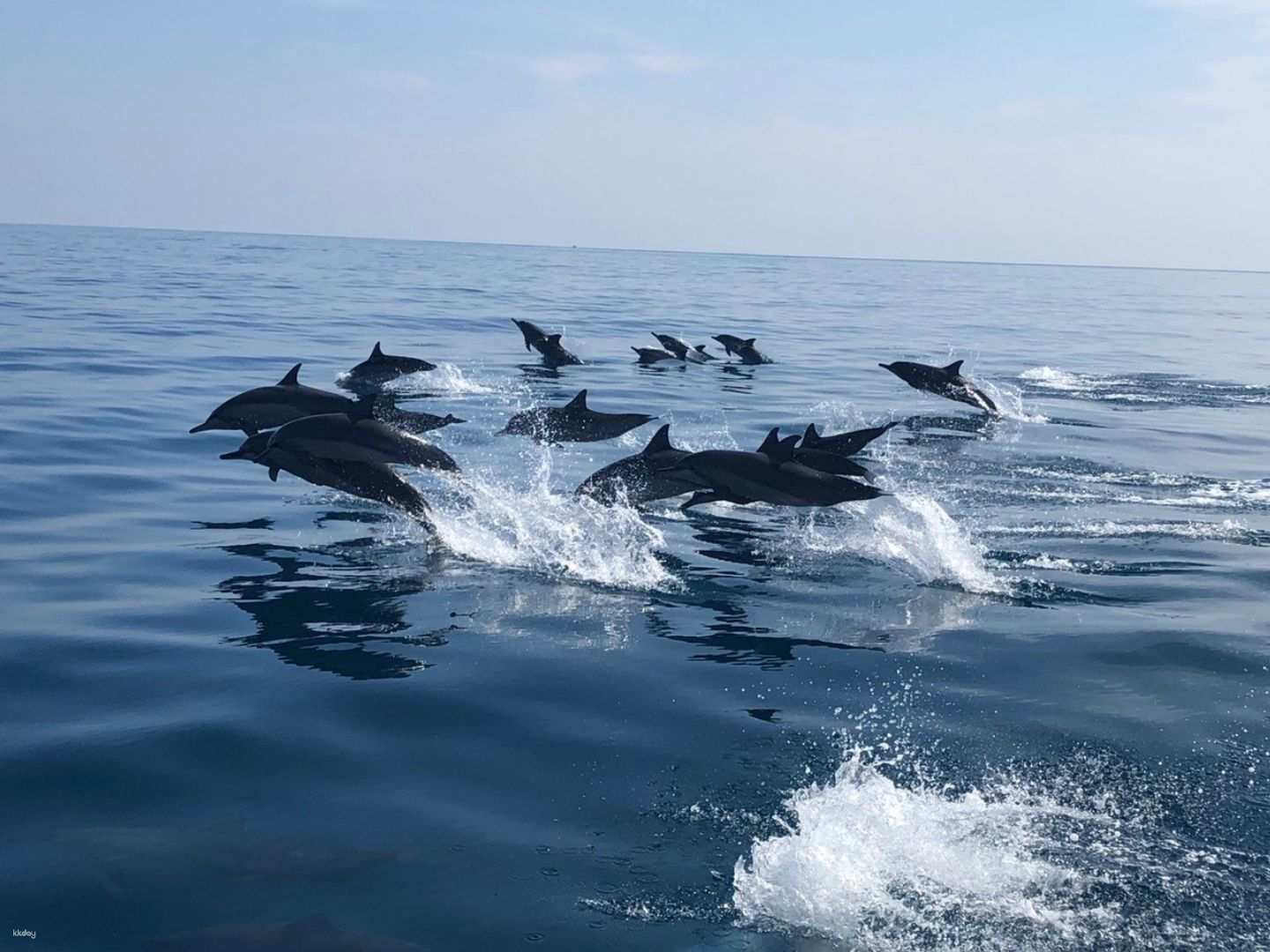 花蓮-太平洋賞鯨 &海豚體驗| 花蓮市區接送