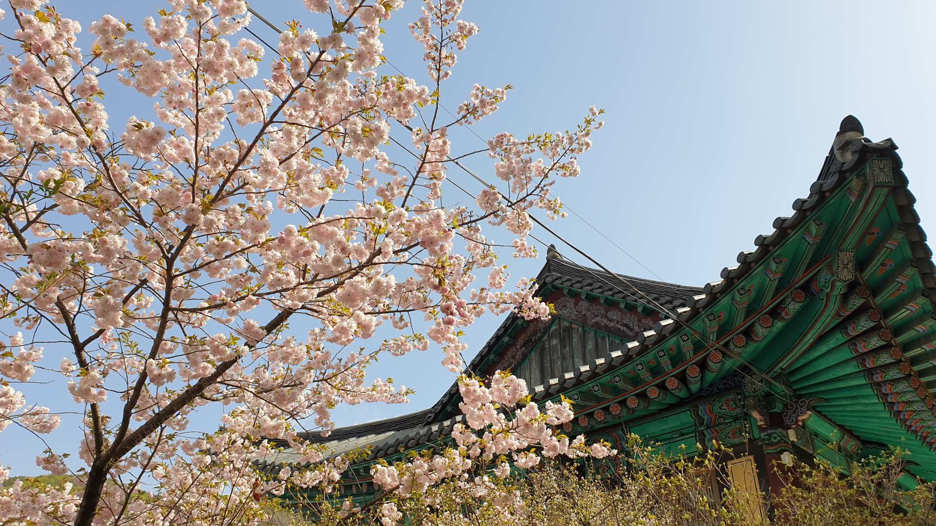 韓國-首爾八重櫻花賞櫻一日遊| 2024櫻花季