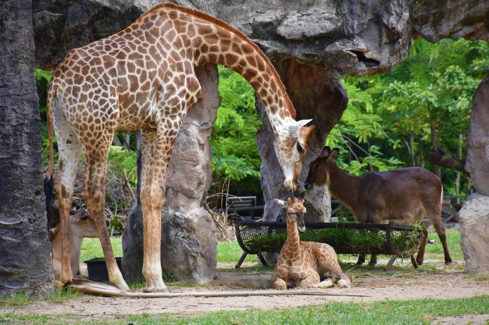 泰國-芭達雅最大野生動物園| 綠山國家動物園門票| 限非泰籍旅客
