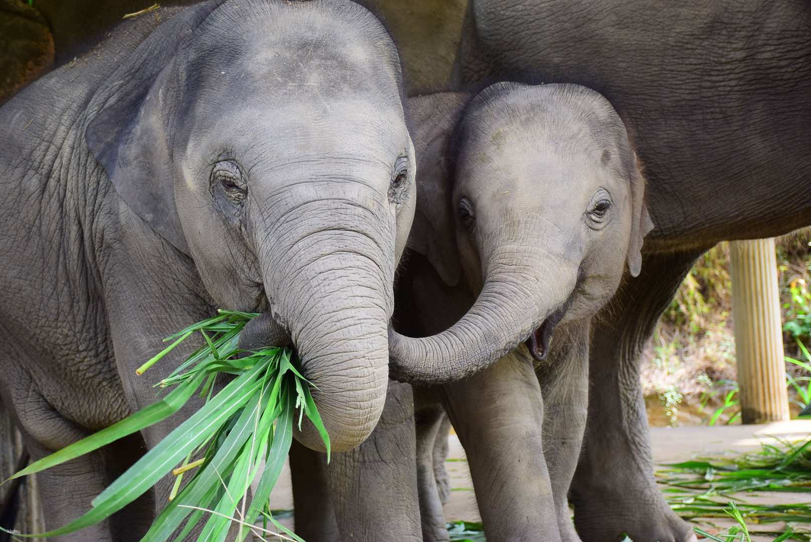 泰國-清邁大象自然保護區| 親近大象拼車半日遊