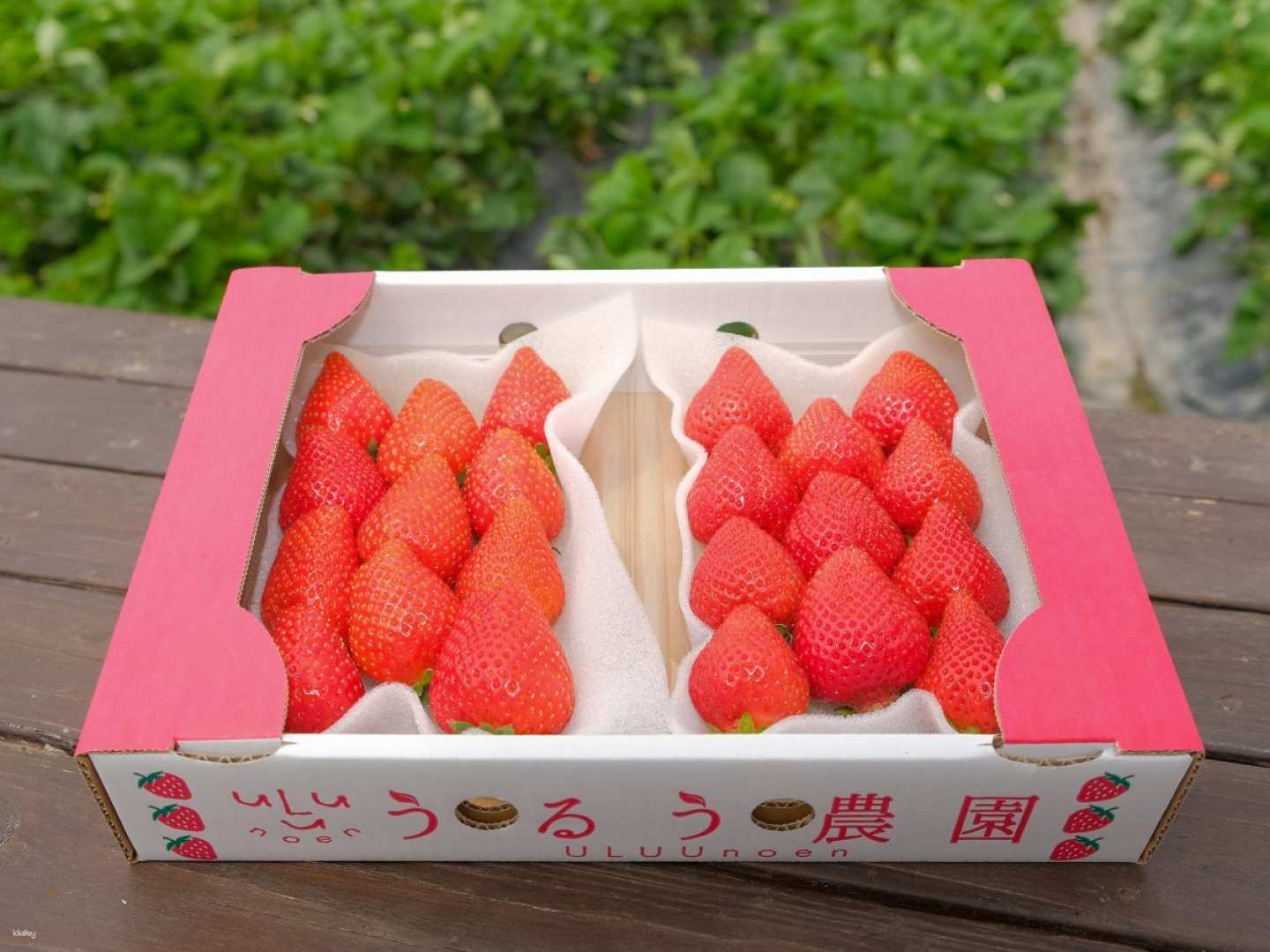 日本-福岡ULUU士多啤梨果園| 40分鐘草莓吃到飽體驗