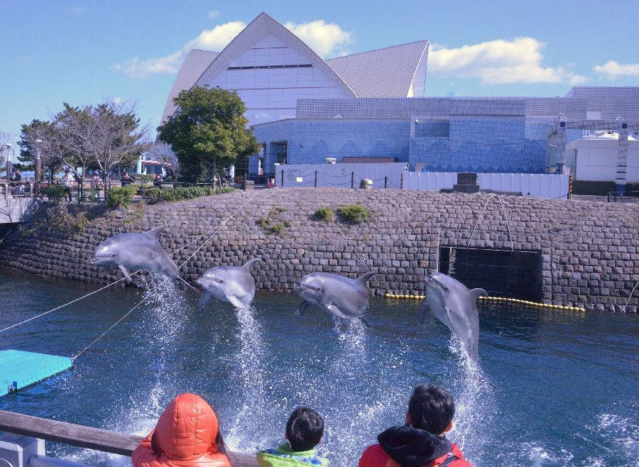 日本-鹿兒島水族館門票| 兒童(4-6歲)