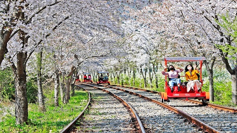 韓國-首爾近郊賞櫻|伊甸園櫻花+南怡島+江村鐵路自行車|一日遊