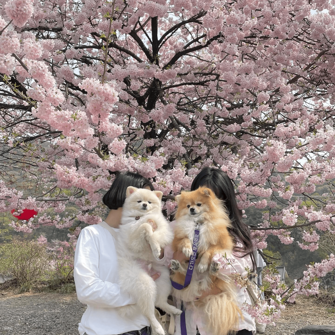韓國-首爾浪漫春季 隨機賞櫻景點一日遊